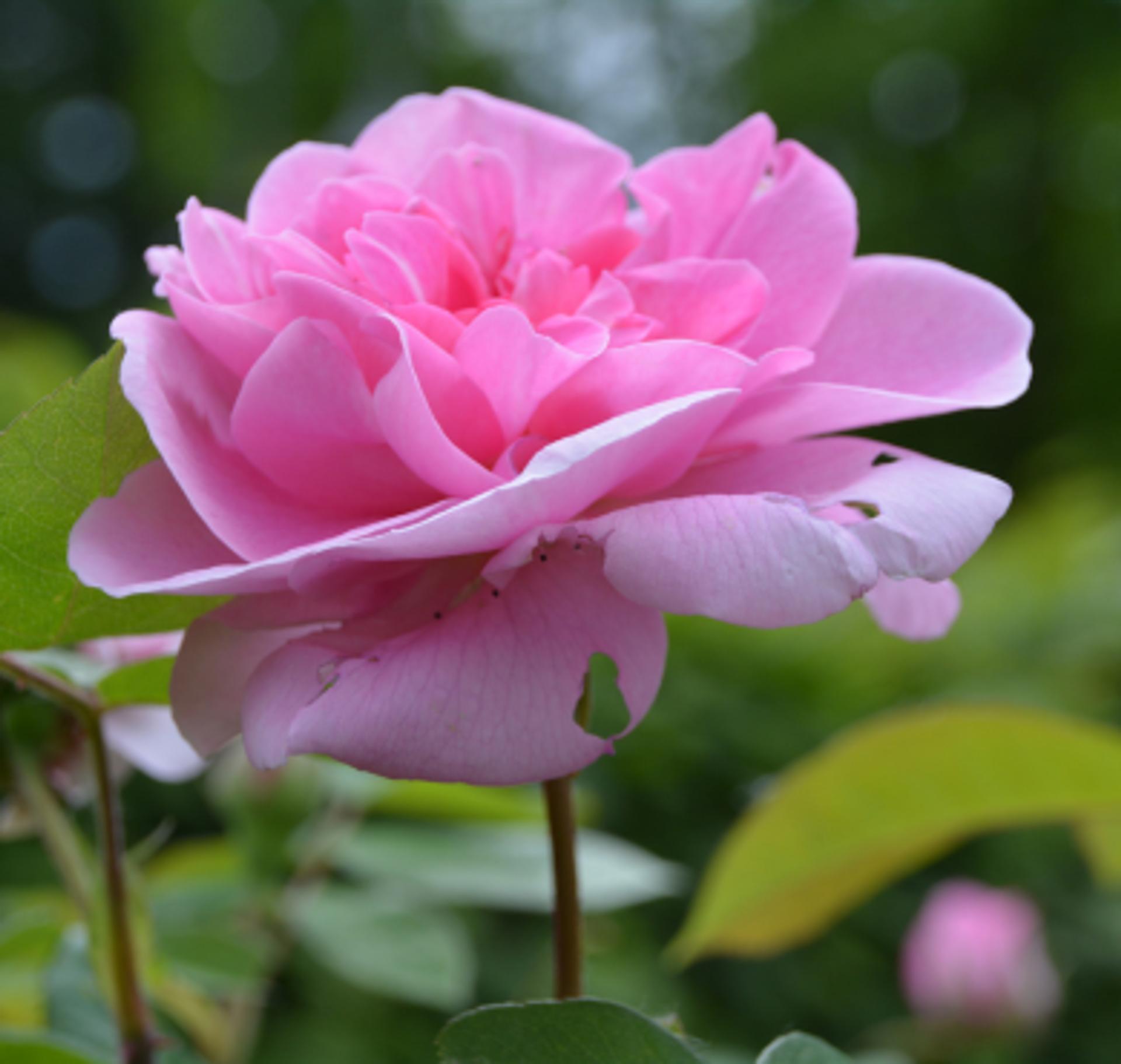 Blog Image
