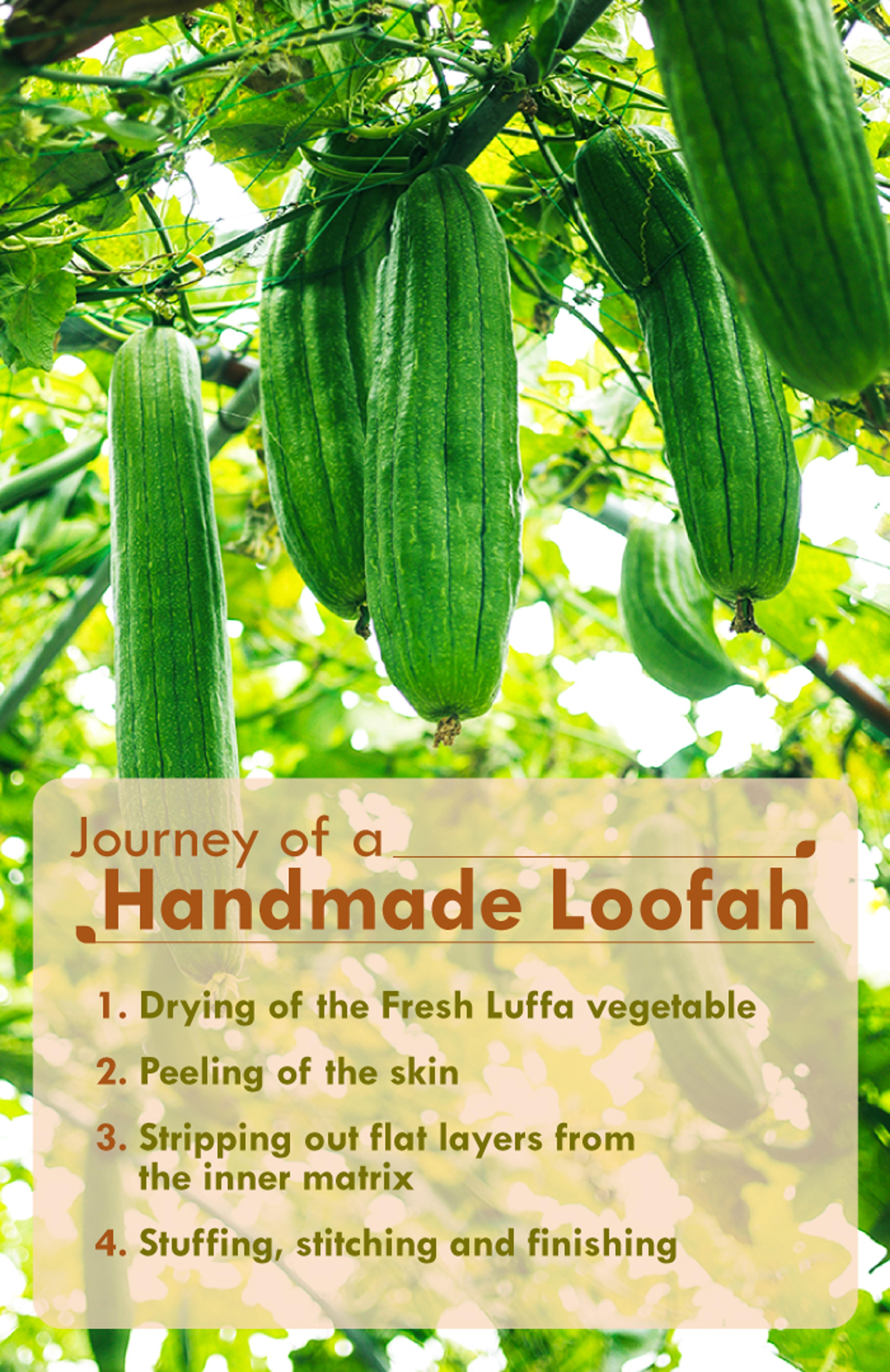 loofah-2